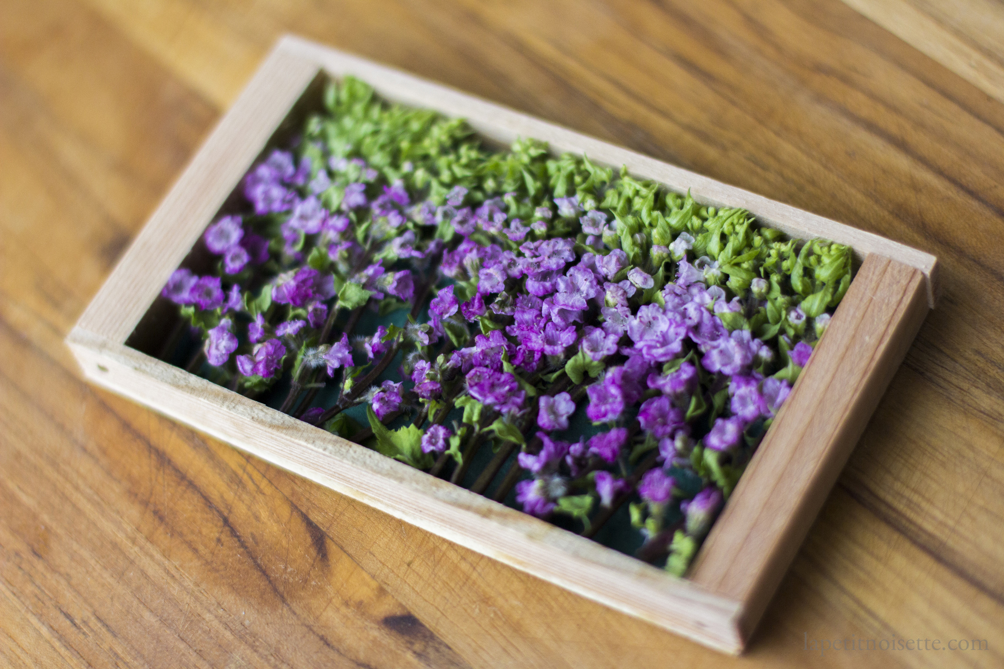 Shiso Flowers