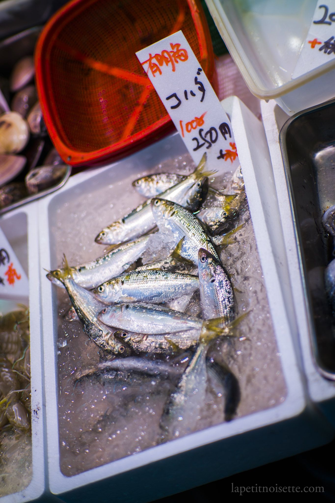 Gizzard Shad being sold at a fish market in Japan.