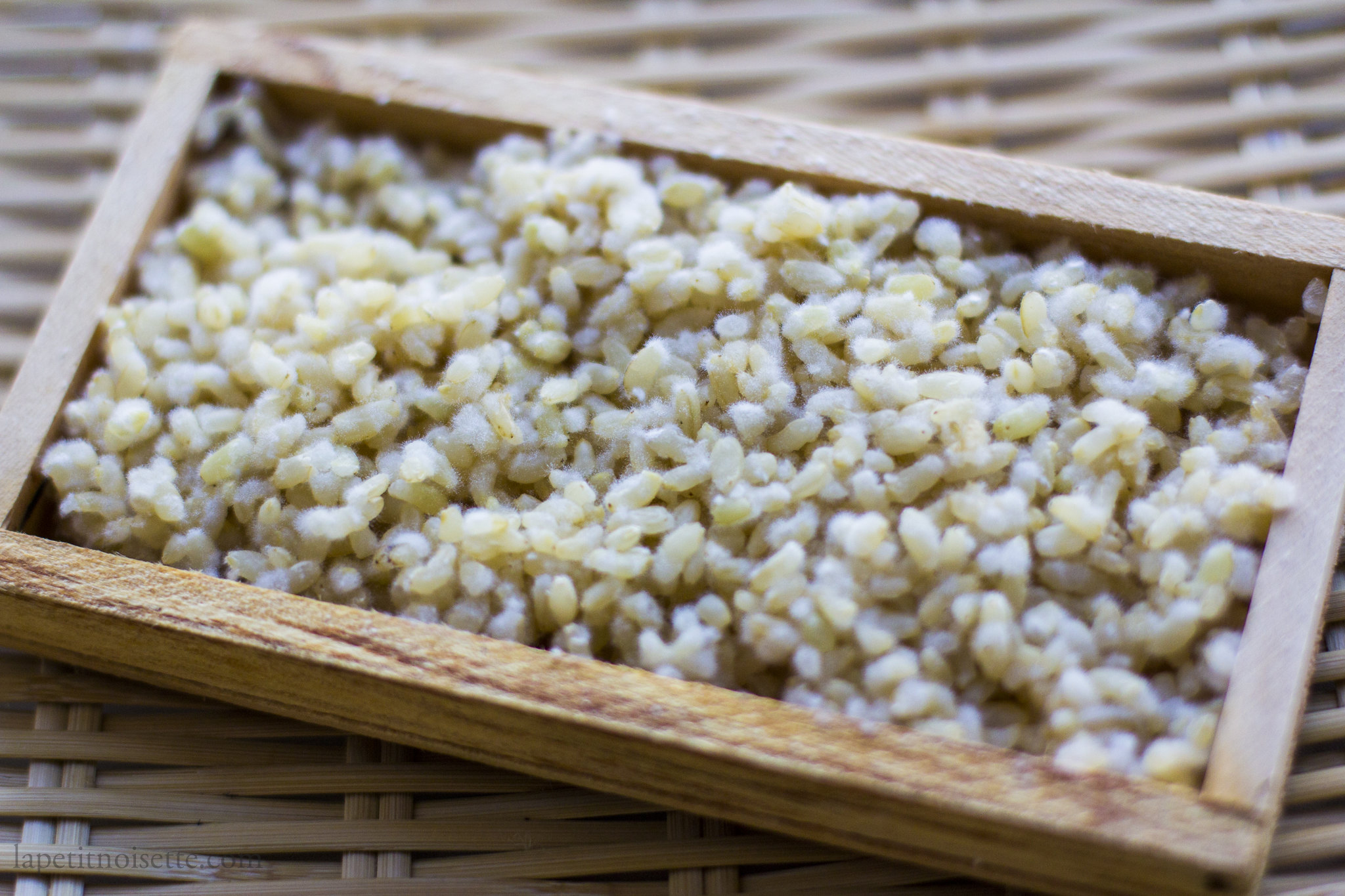 How to Grow Koji 麹 – The Japanese Food Lab