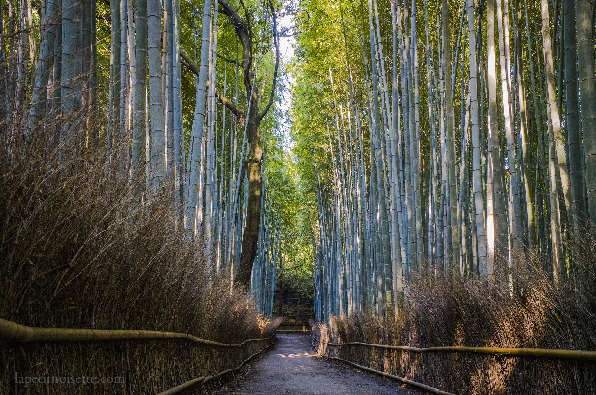 Arashiyama bamboo forest, Kyoto