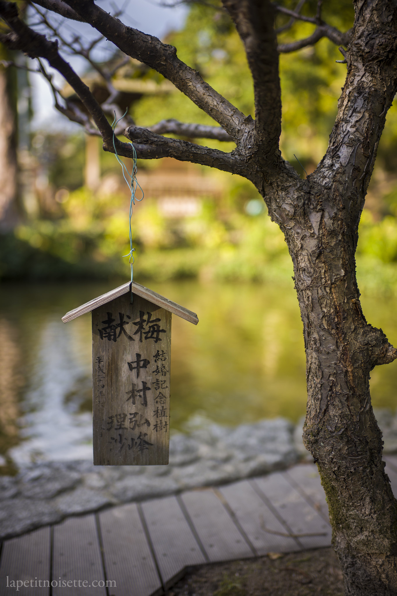 One of the many plum trees at Dazaifu Tenmangu