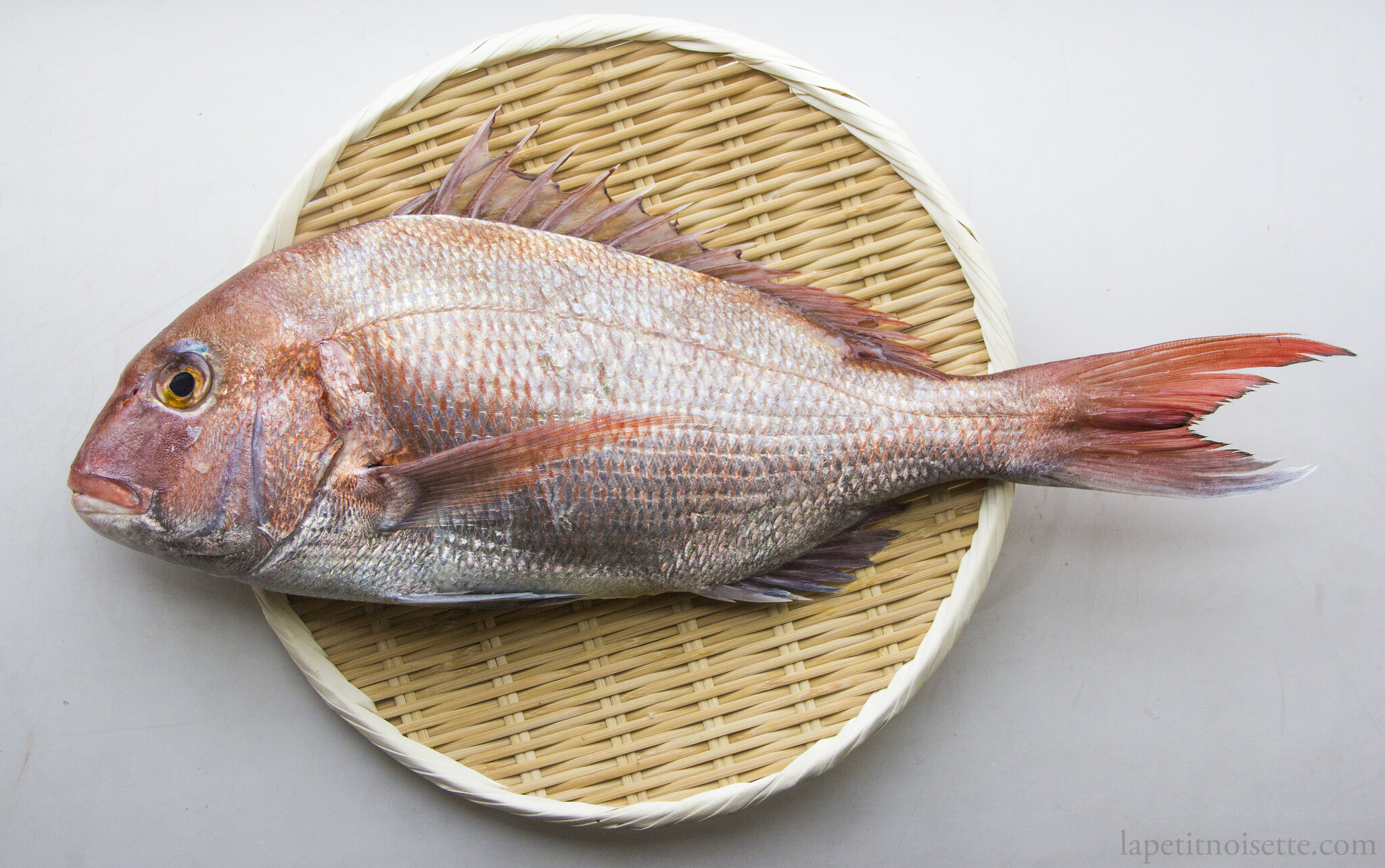 A high quality Japanese sea bream for sushi.