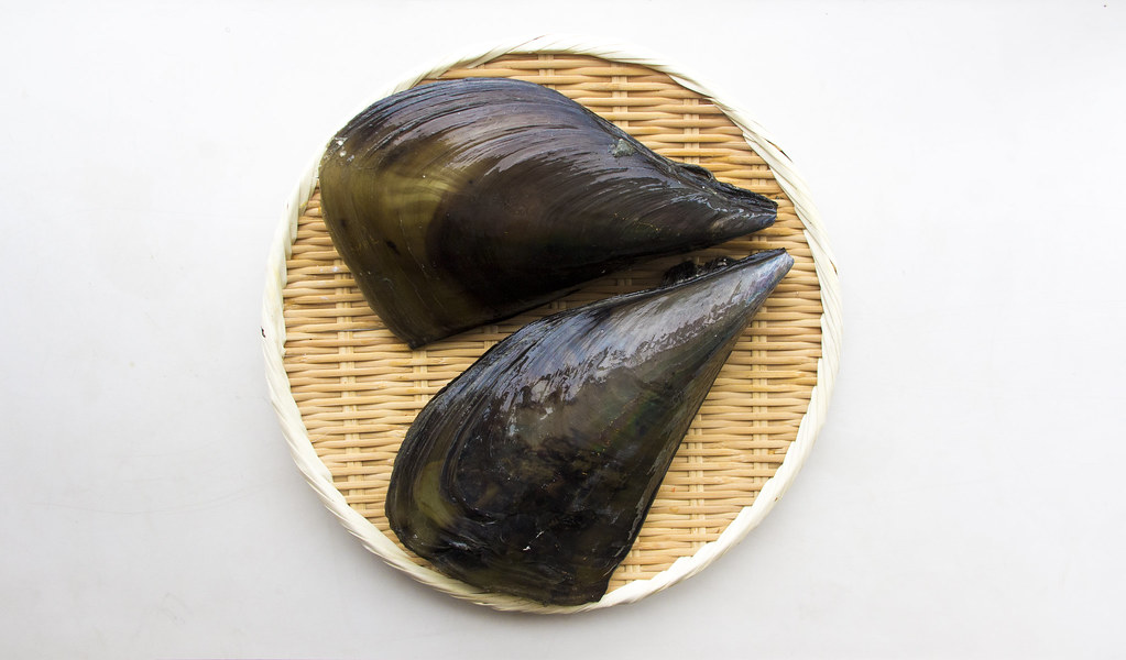 Japanese pen shell, known as Tairagi for sushi.