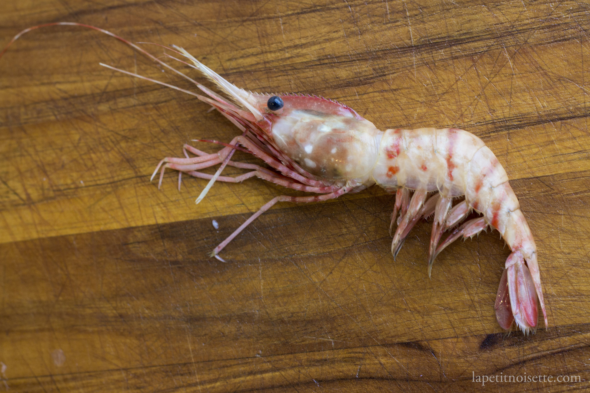 botan shrimp
