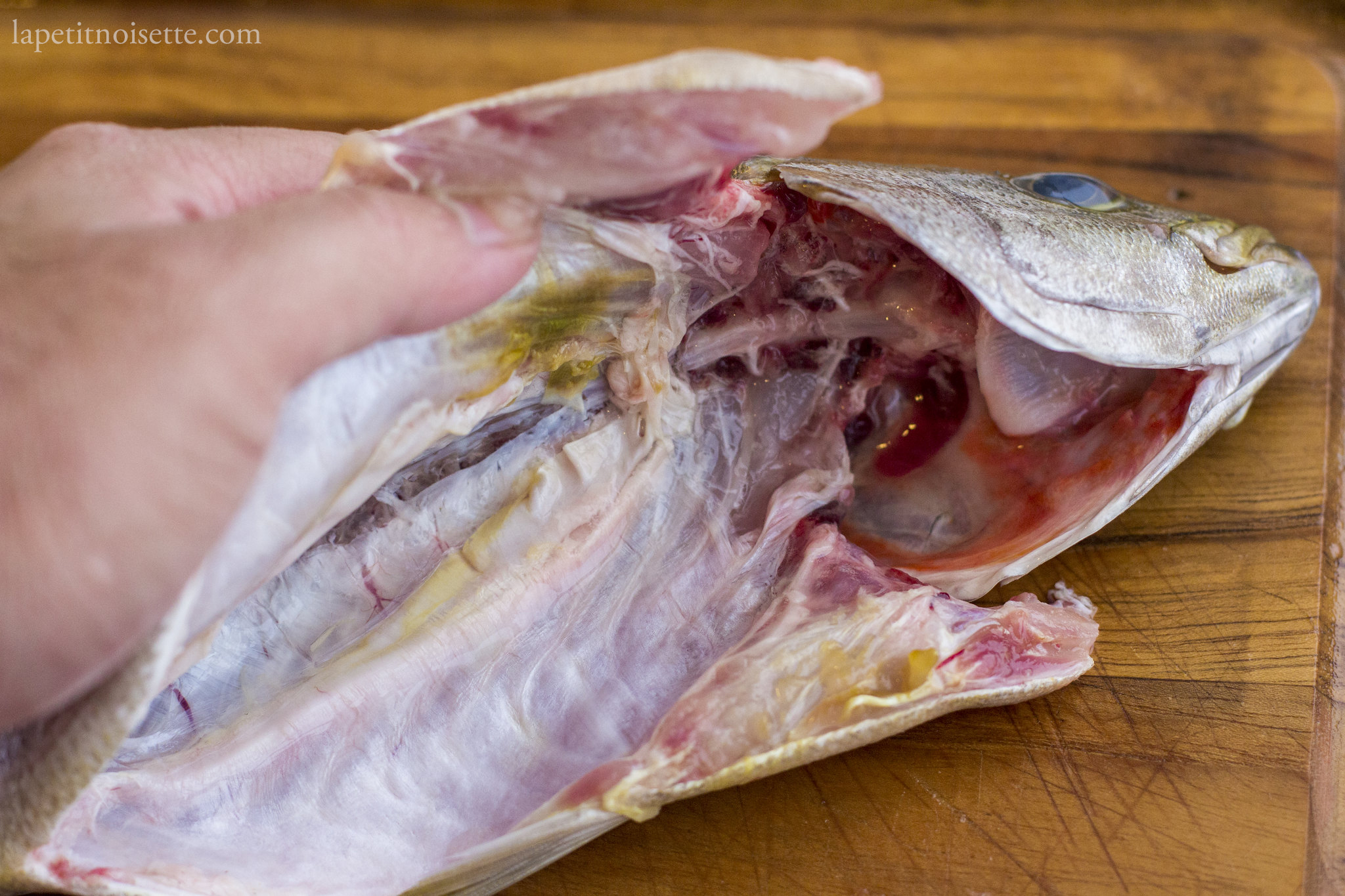 Removing and cleaning the inner blood line of an isaki fish as part of sushi preparation. 