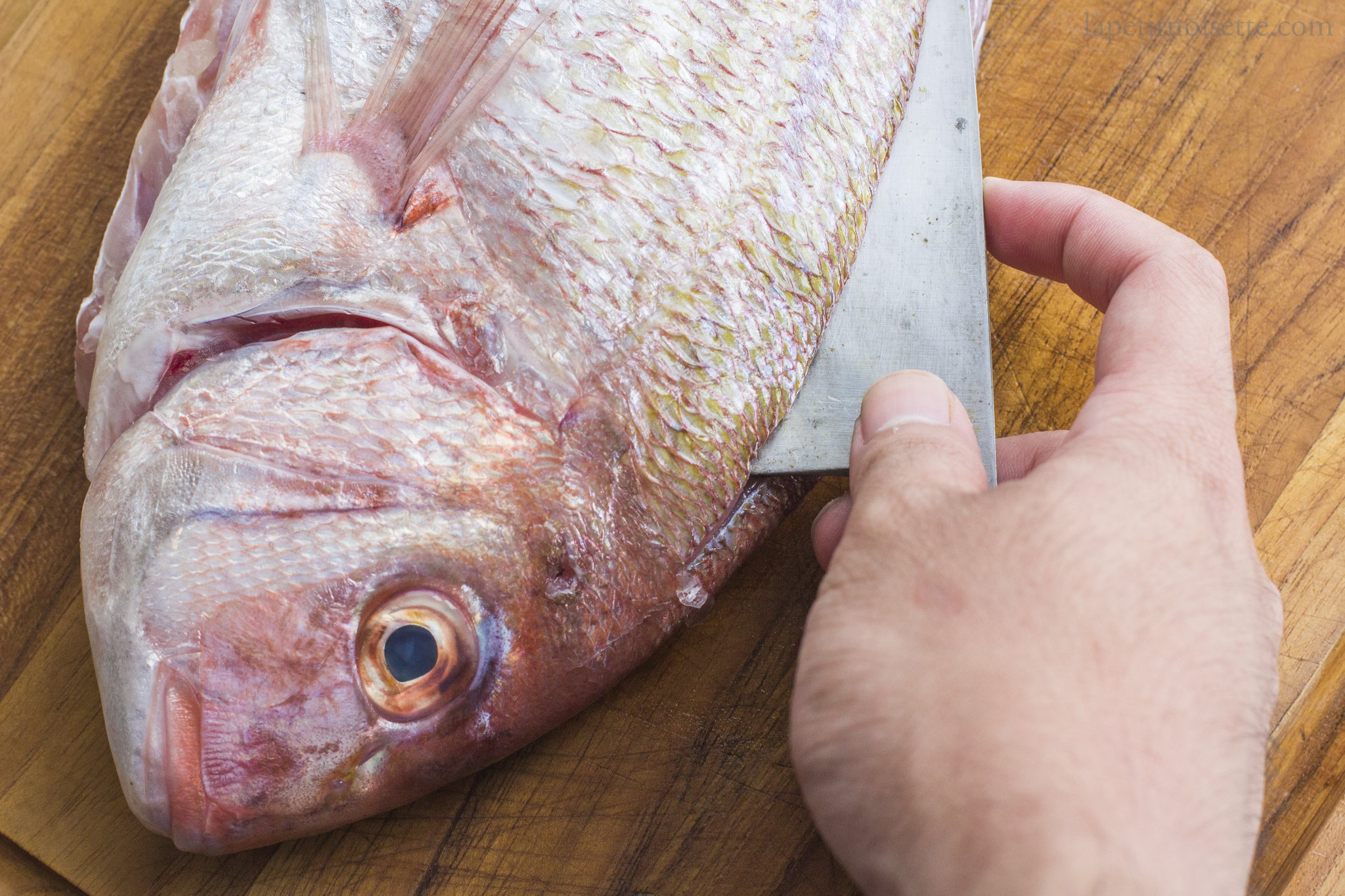 Filleting Japanese Sea Bream for sushi.