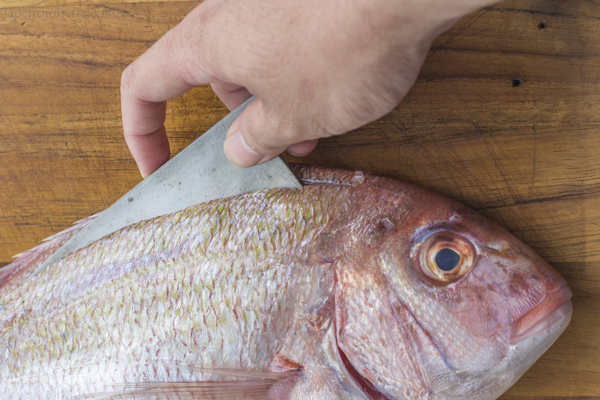 Filleting Japanese Sea Bream for sushi.