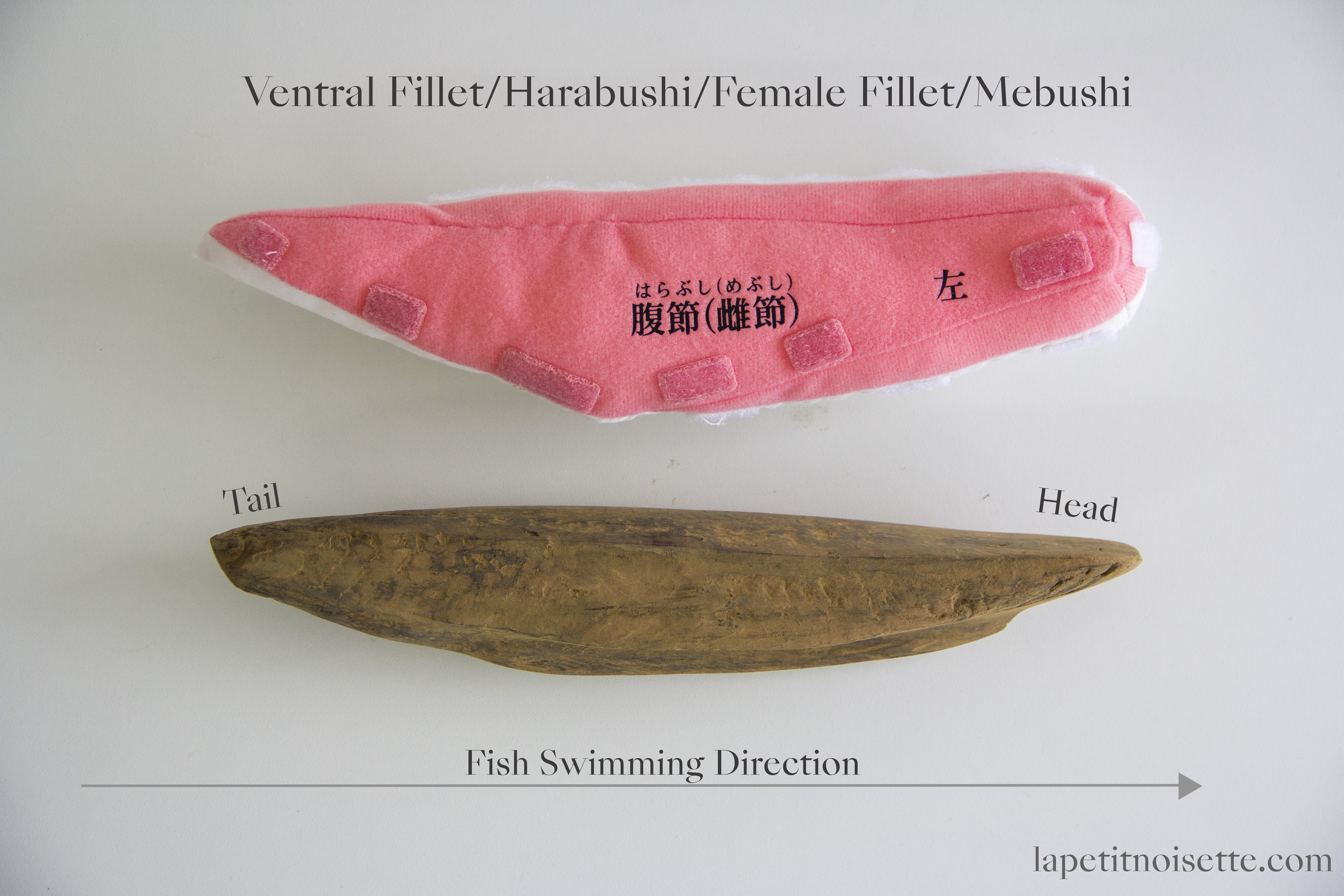 The left ventral fillets of a katsuobushi are known as stomach bushi (腹節 harabushi), or female fillets (雌節/女節 mebushi) and it's corresponding part on a bonito, including the direction it faces is also shown.