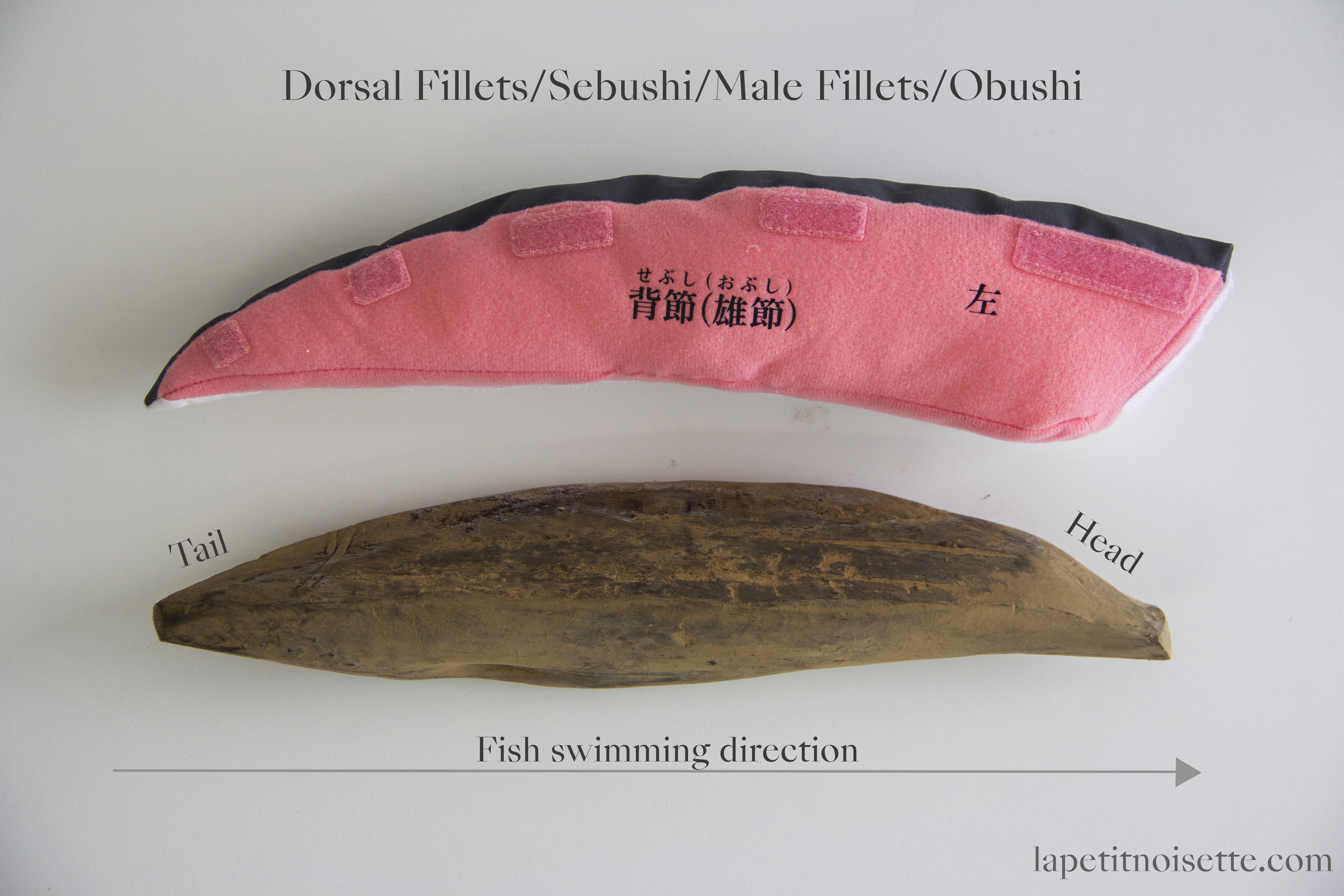 The left dorsal fillets of a katsuobushi are known as back fillets (背節 sebushi), or male fillets (雄節/男節 obushi) and it's corresponding part on a bonito, including the direction it faces is also shown.