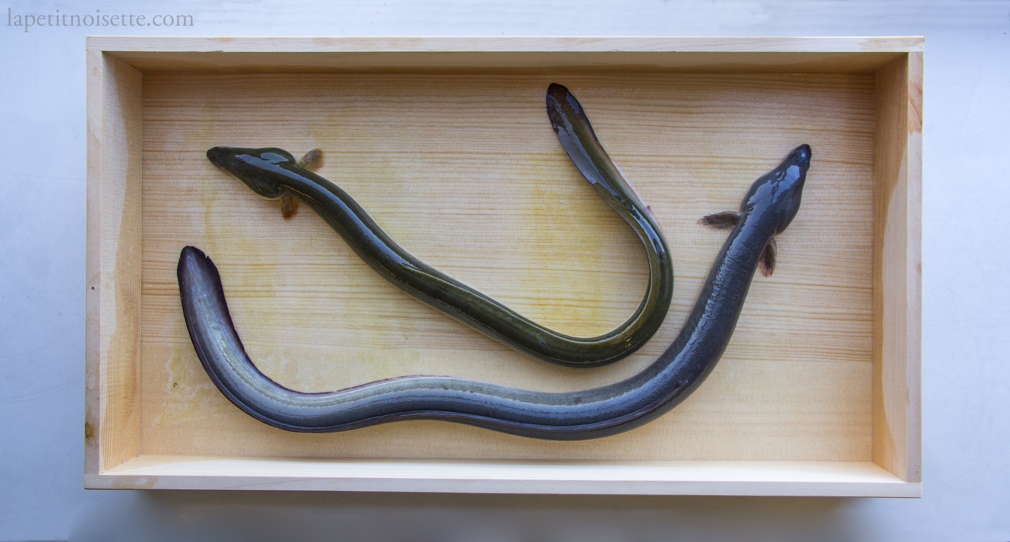 A wild eel in comparison to a farmed eel.