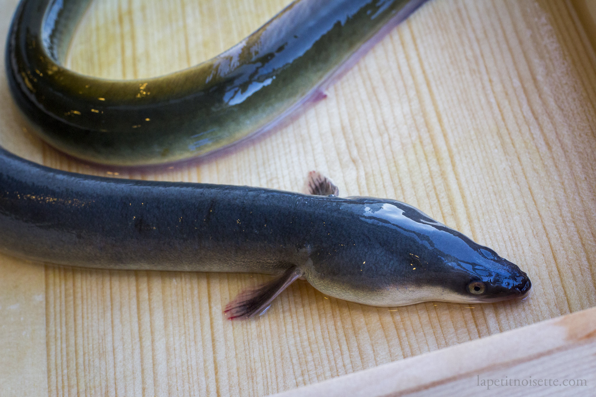 A wild eel with a green back and yellow belly compared to a farmed eel with a blue black back and white belly.