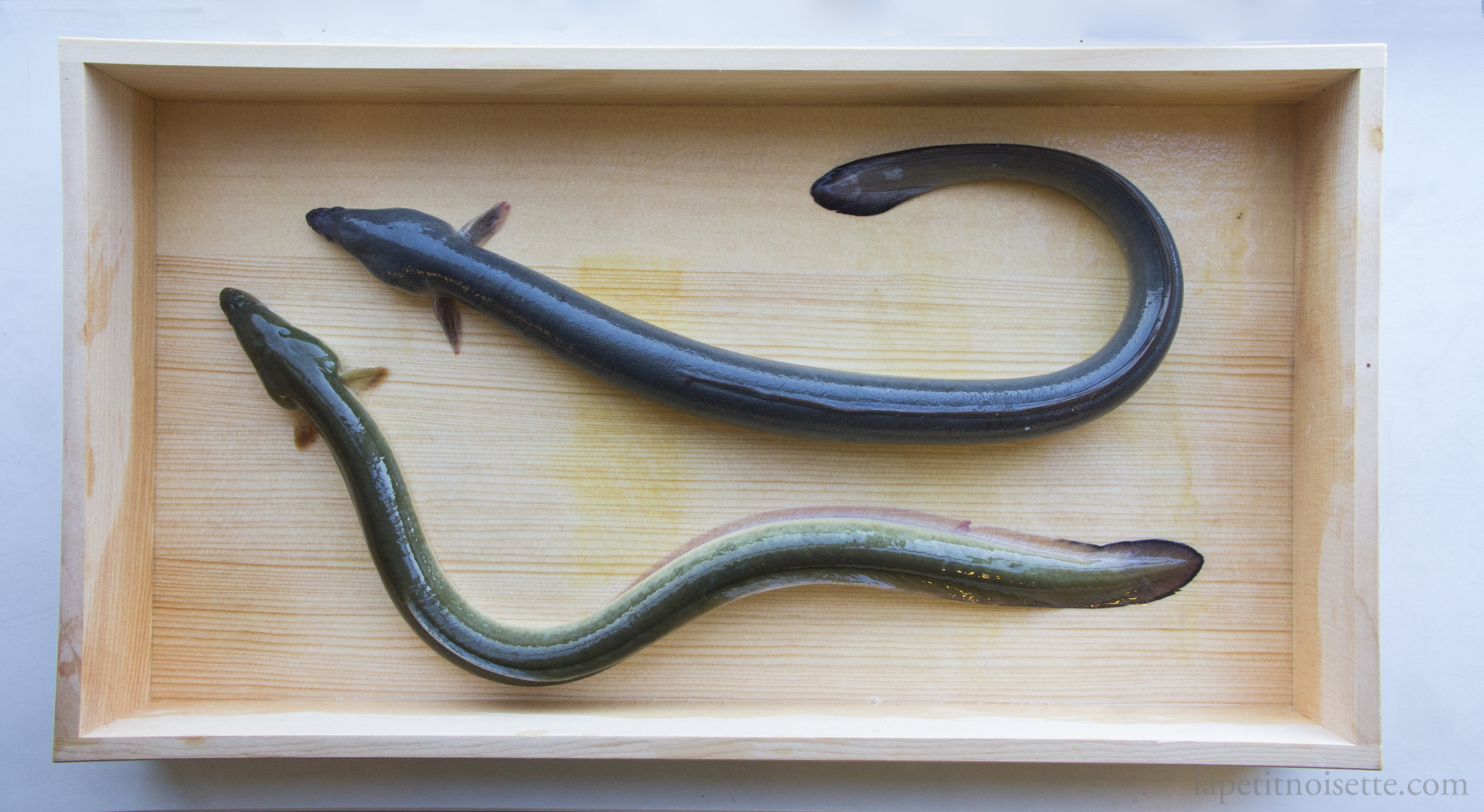 Comparing the colours between wild and farmed unagi, with wild eel having a green colour and leaner body.