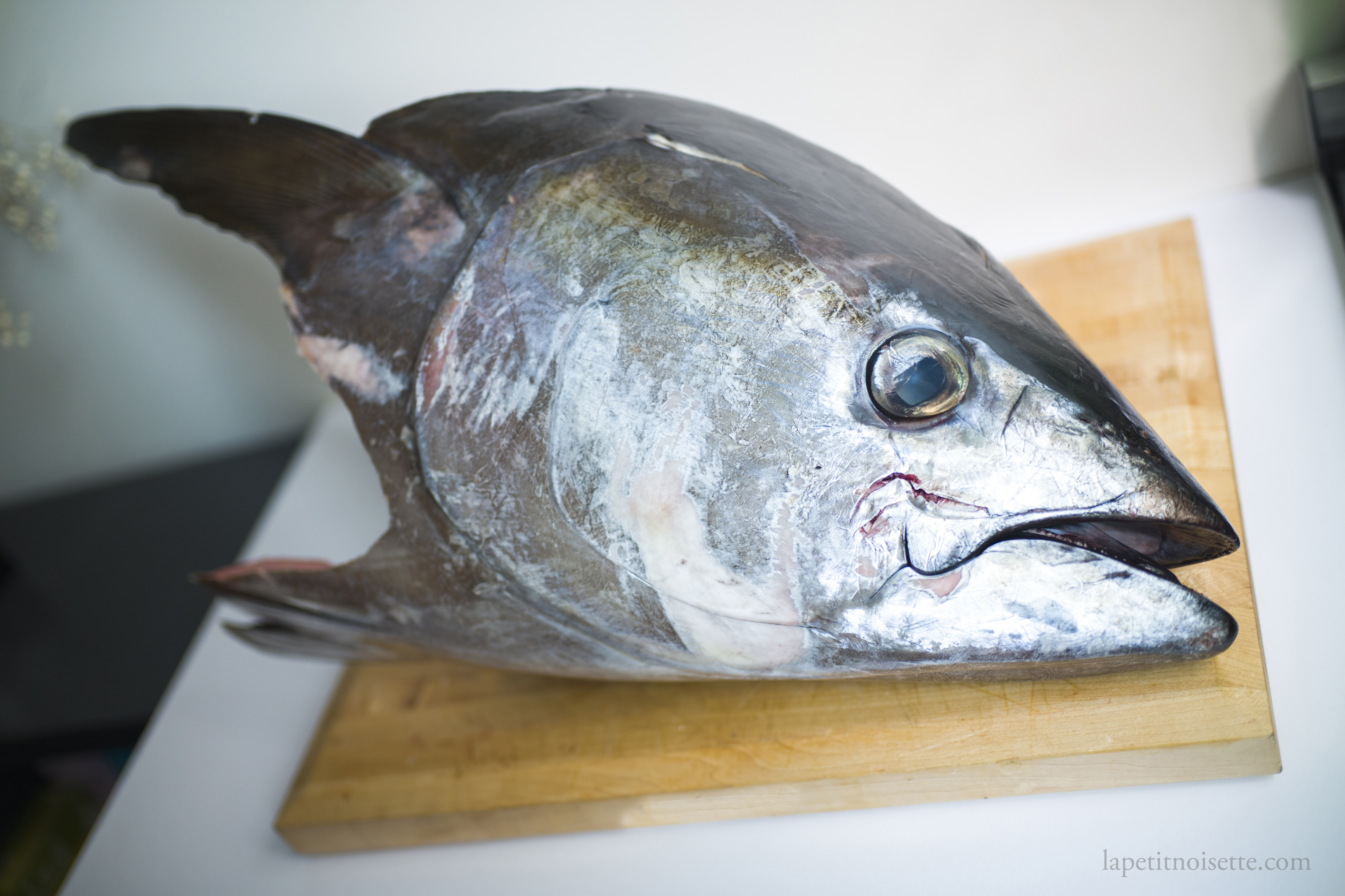A Japanese bluefin tuna head.