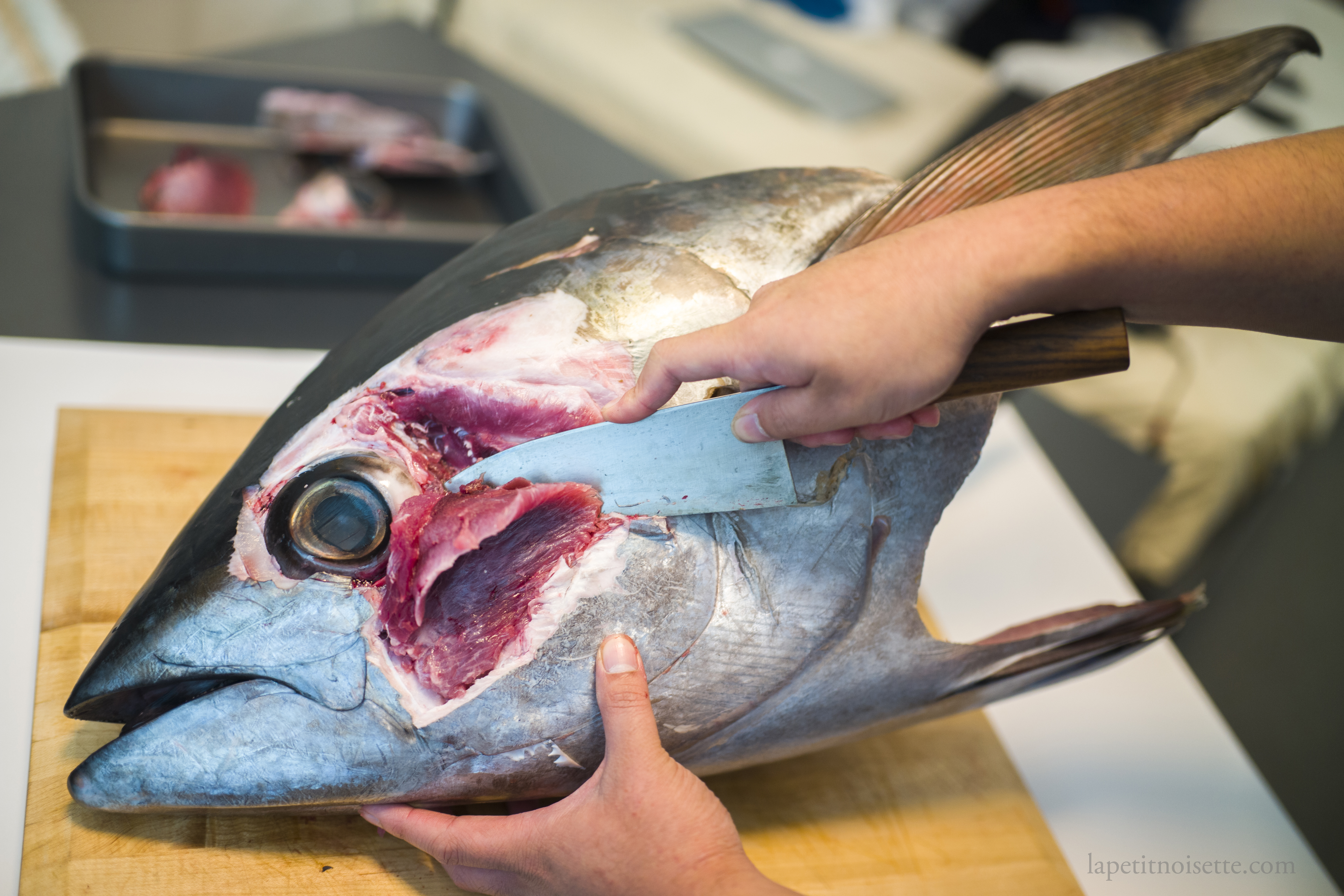 Cutting out the cheek meat from a tuna head.