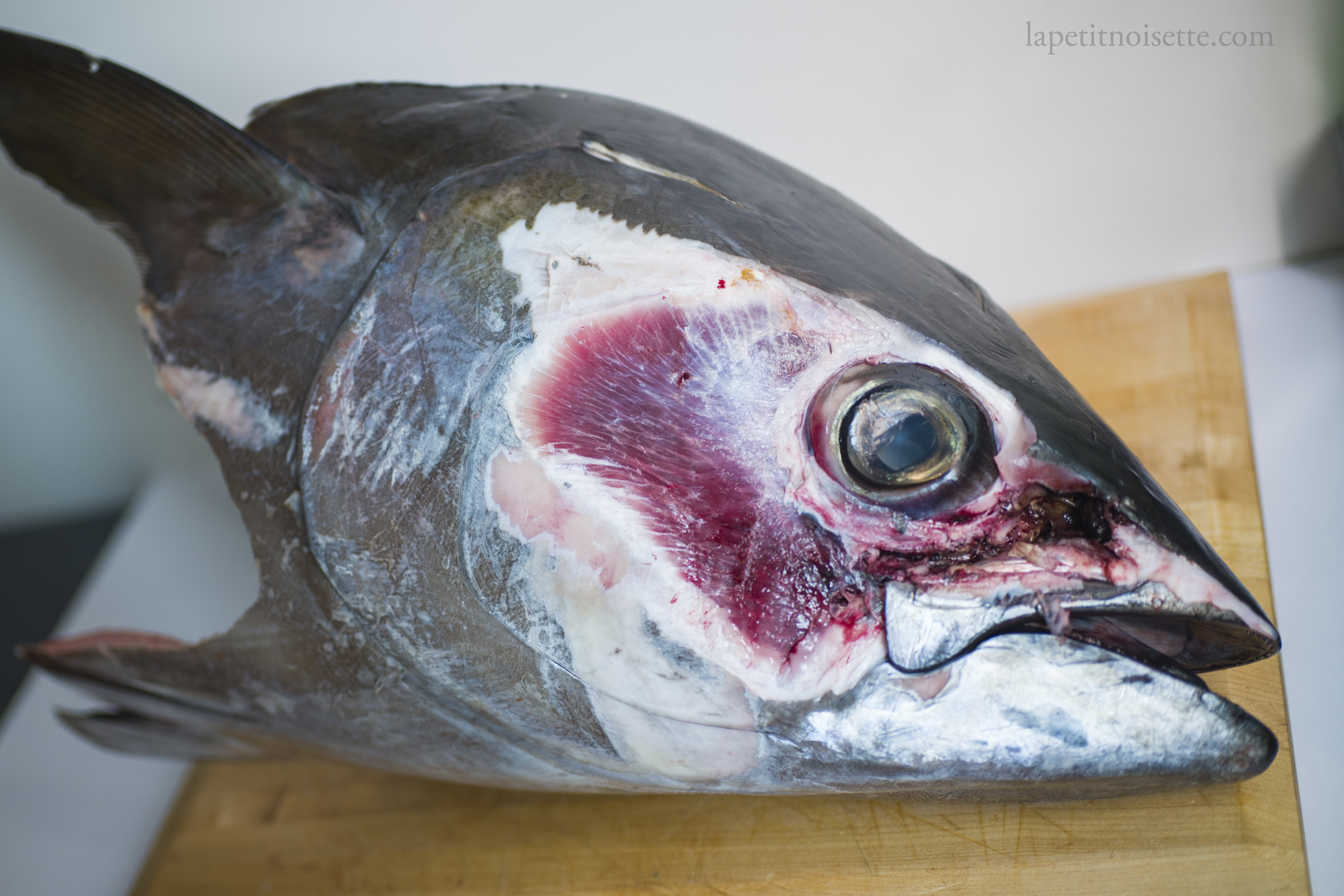 The cheek meat of a bluefin tuna still attached to the head.