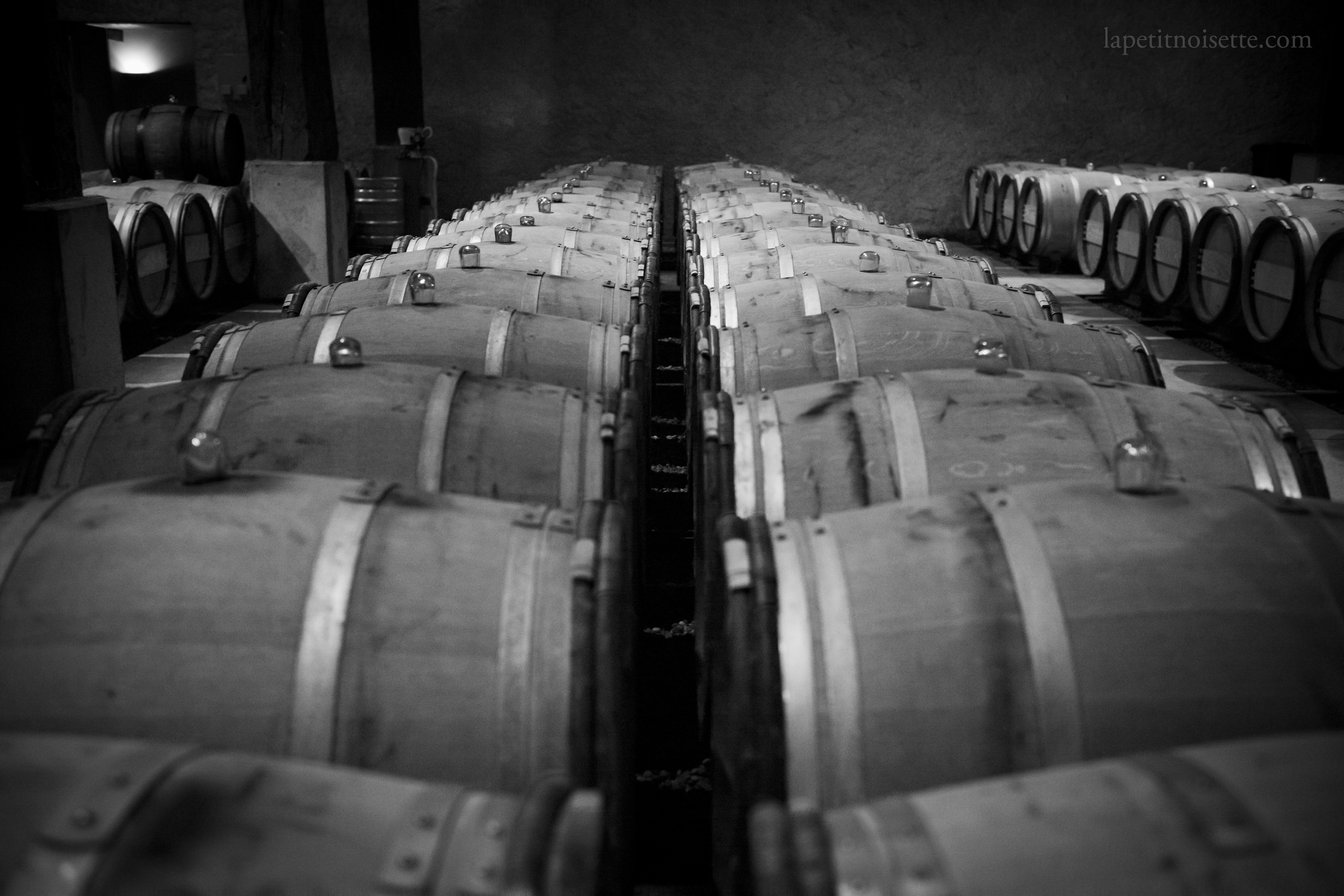 The barrels of sauterne ageing at Château de Fargues 