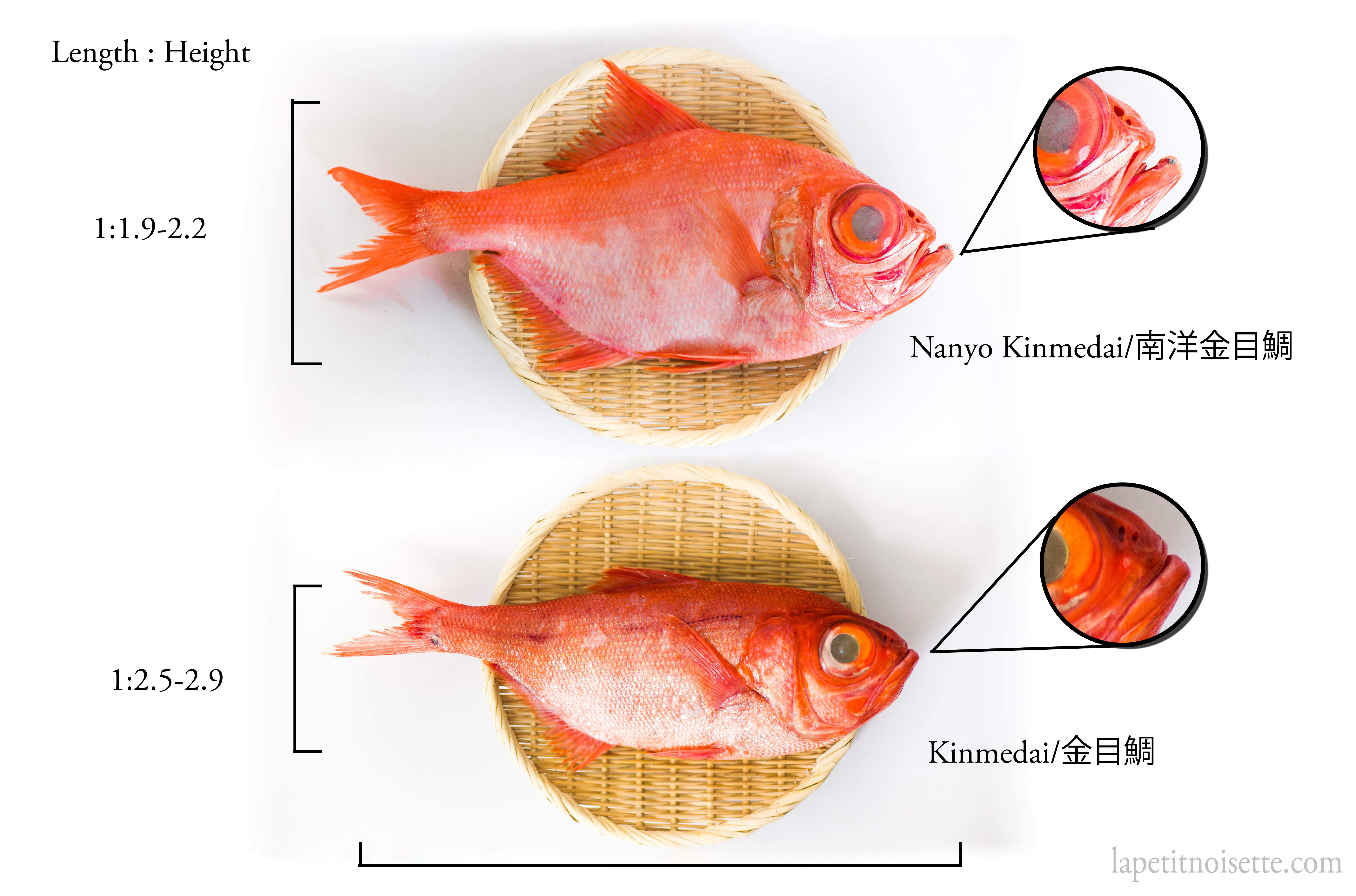 A side by side comparison of kinmedai and nanyo kinmedai showing the difference in length to height ratio.