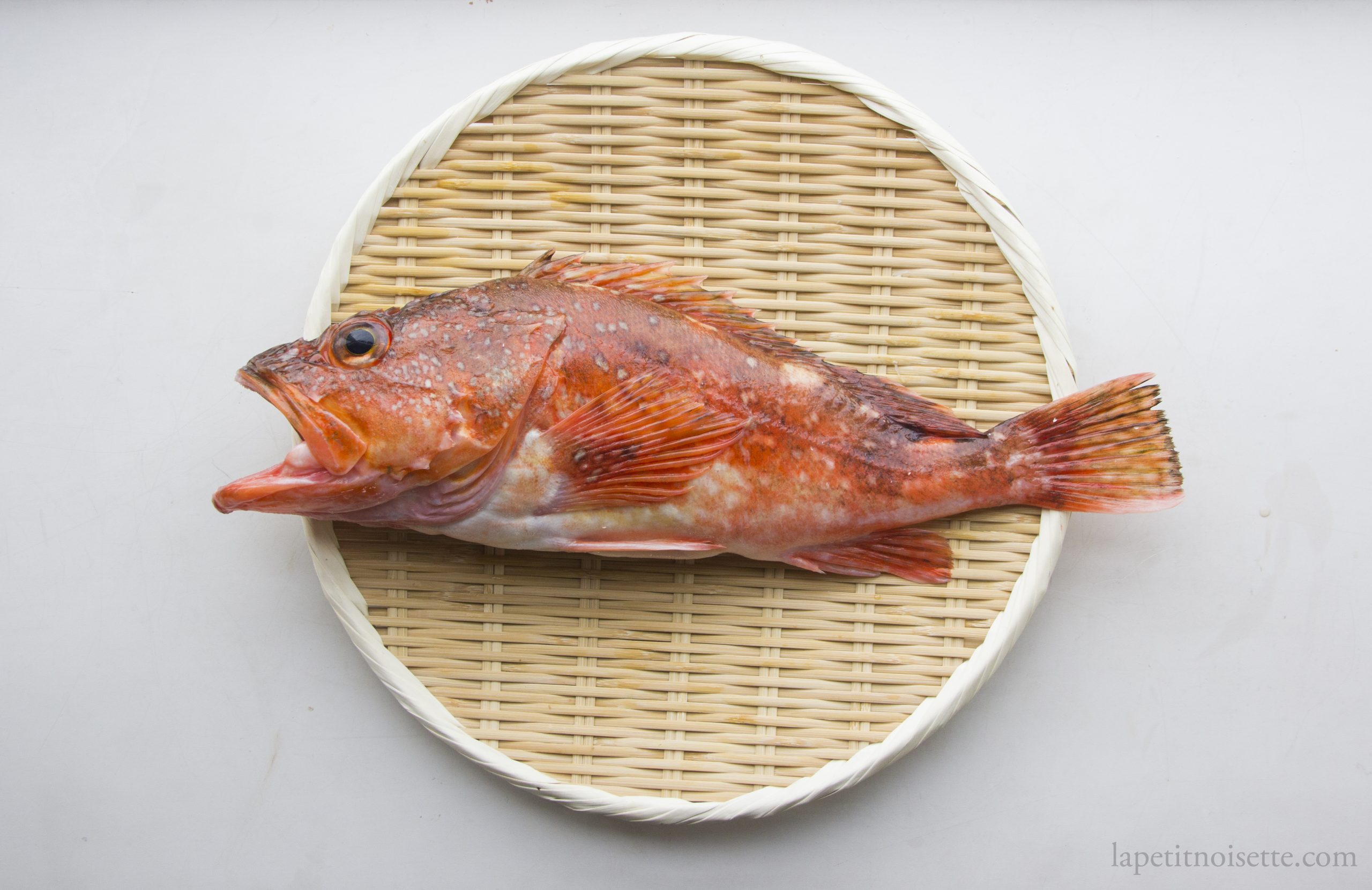 A Japanese Kasago fish for sushi.