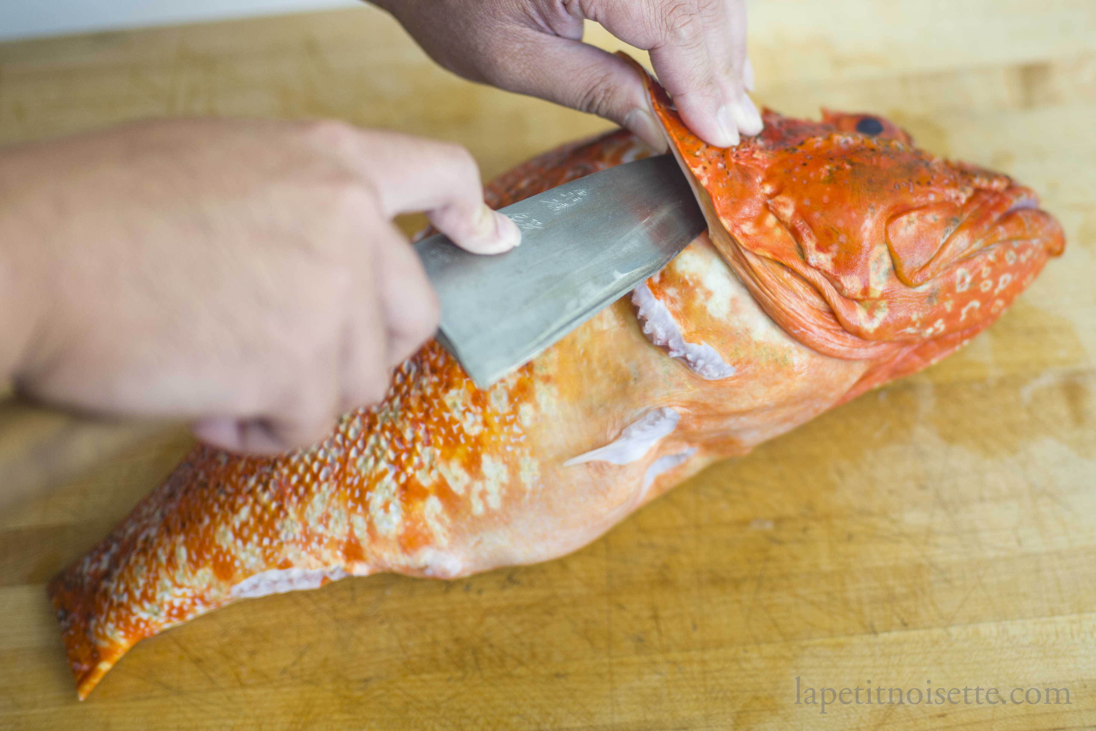 Cutting the gills of a scorpionfish to start filleting it.