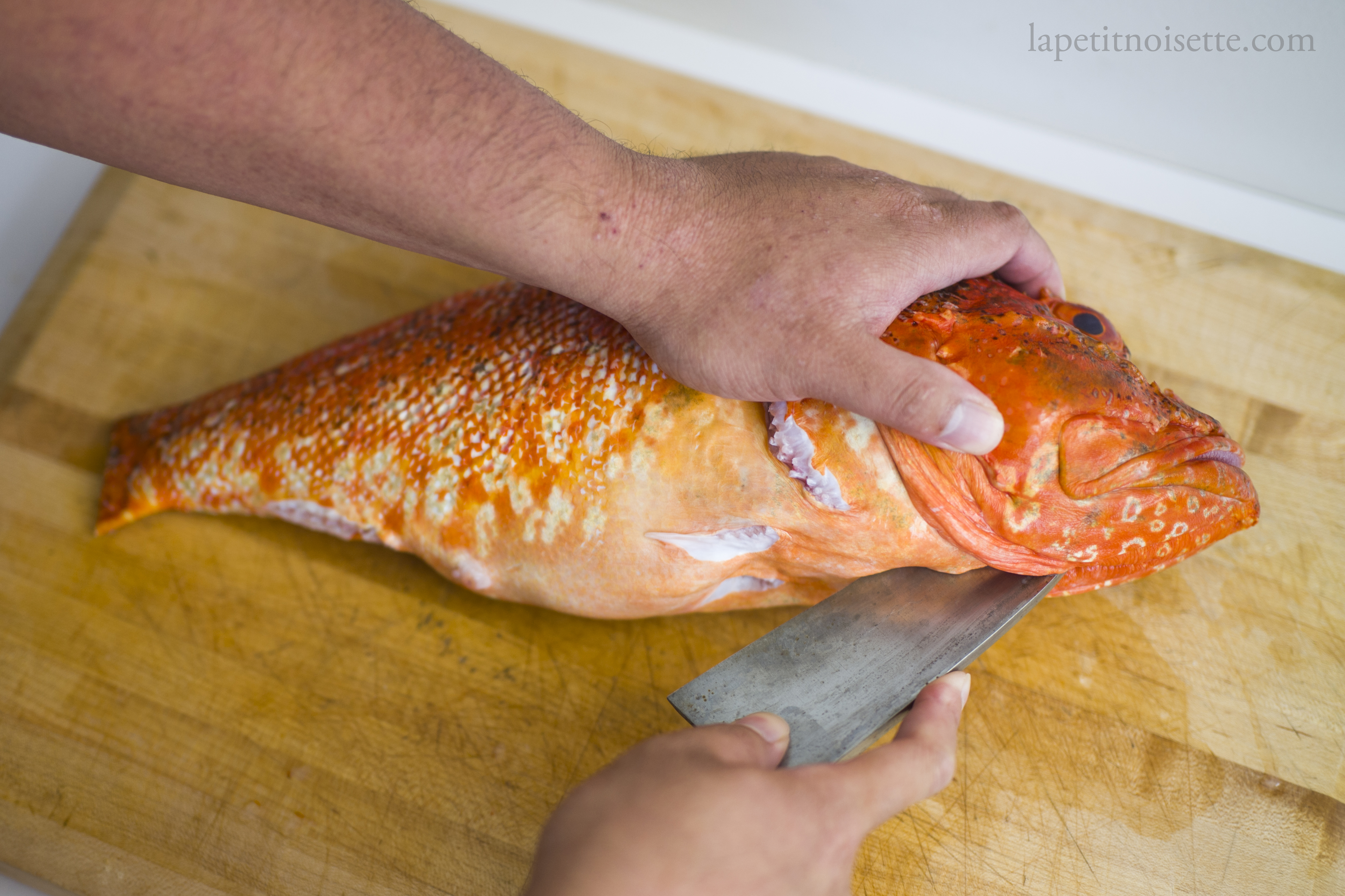 Opening the belly of a Japanese scorpionfish to remove the guts.