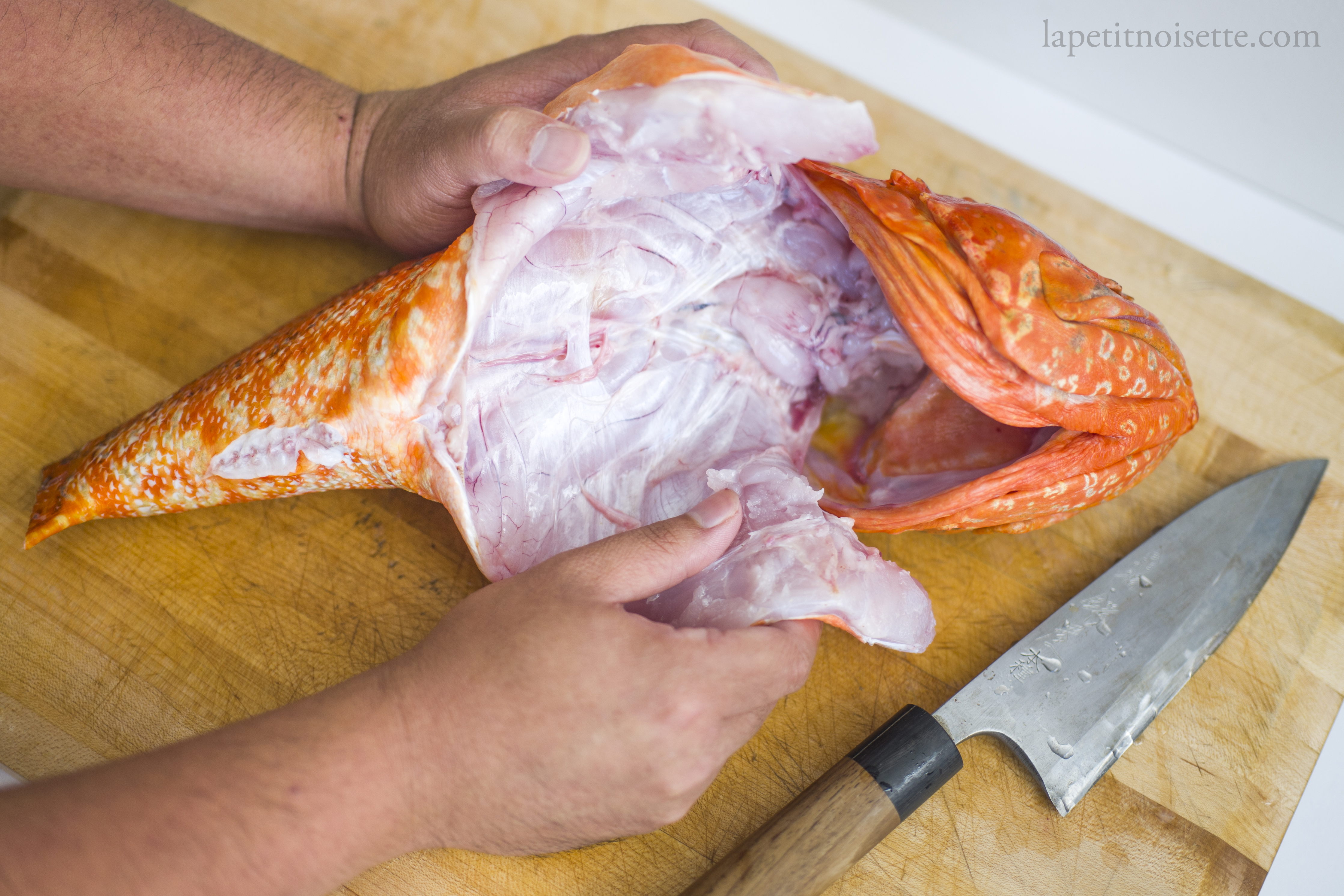 The cleaned internal cavity of a Japanese scorpionfish.