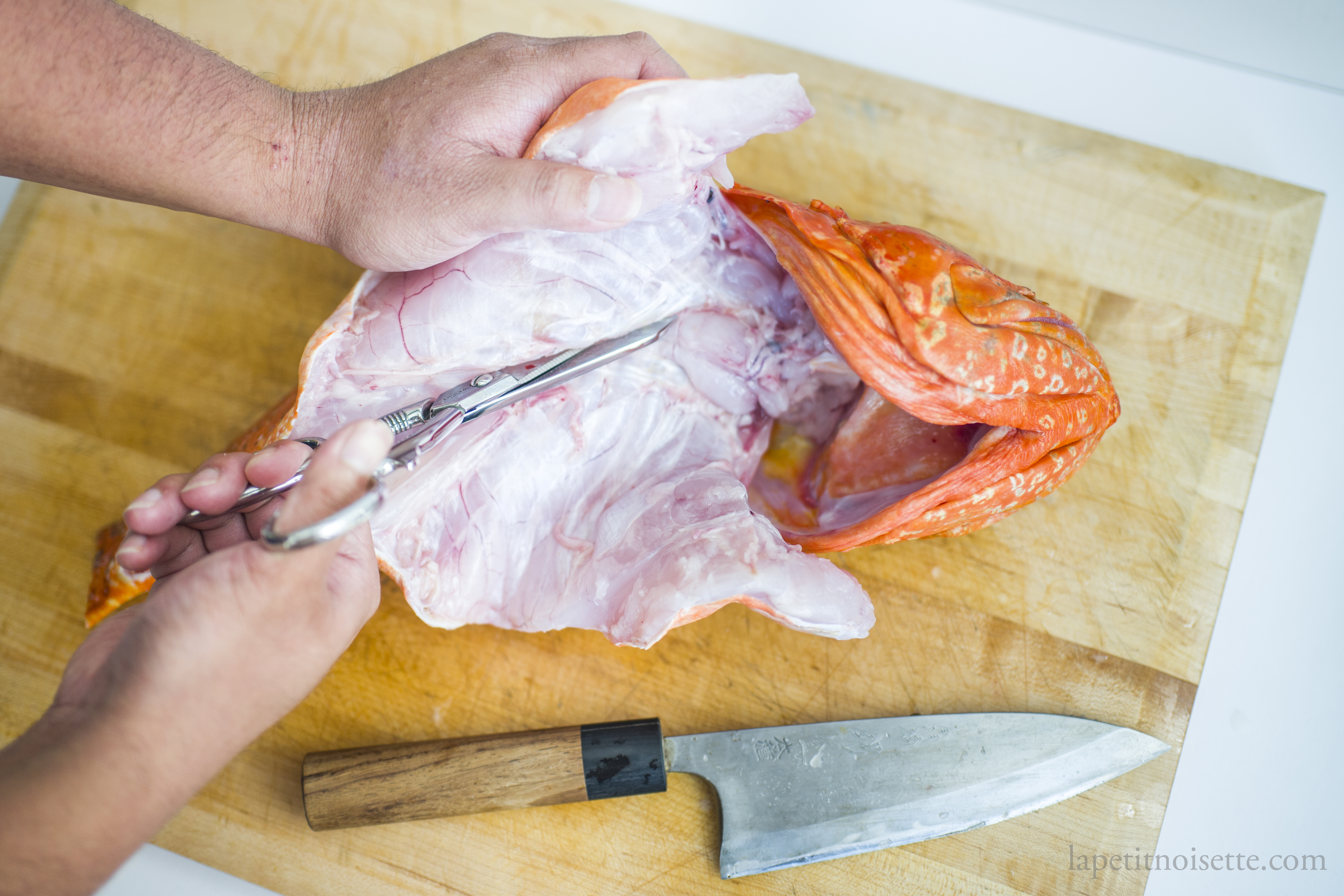 Using a scissors to cut through the rib bones when filleting a Japanese scorpionfish.