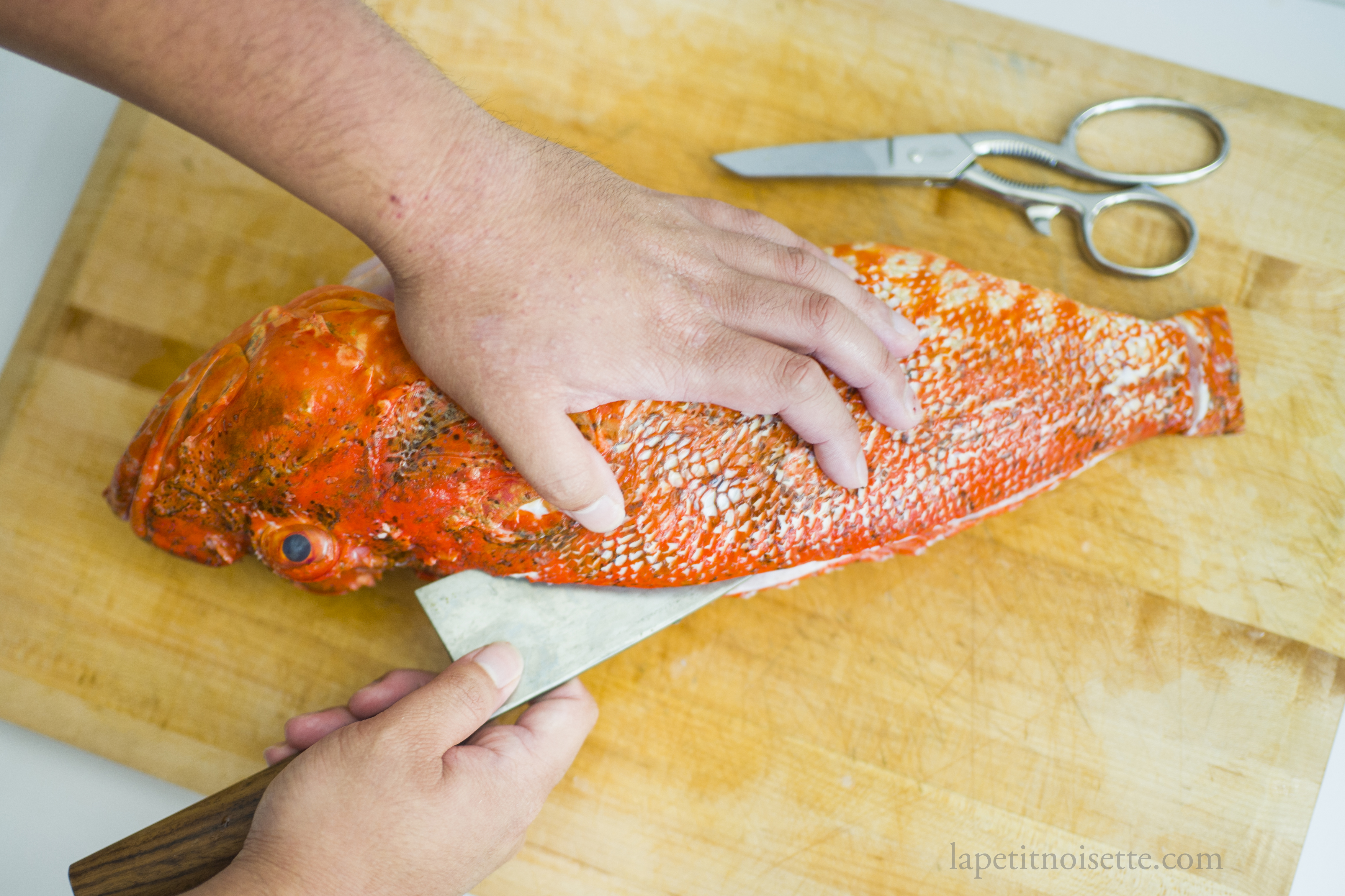 Using a Japanese deba to fillet a Japanese scorpionfish.