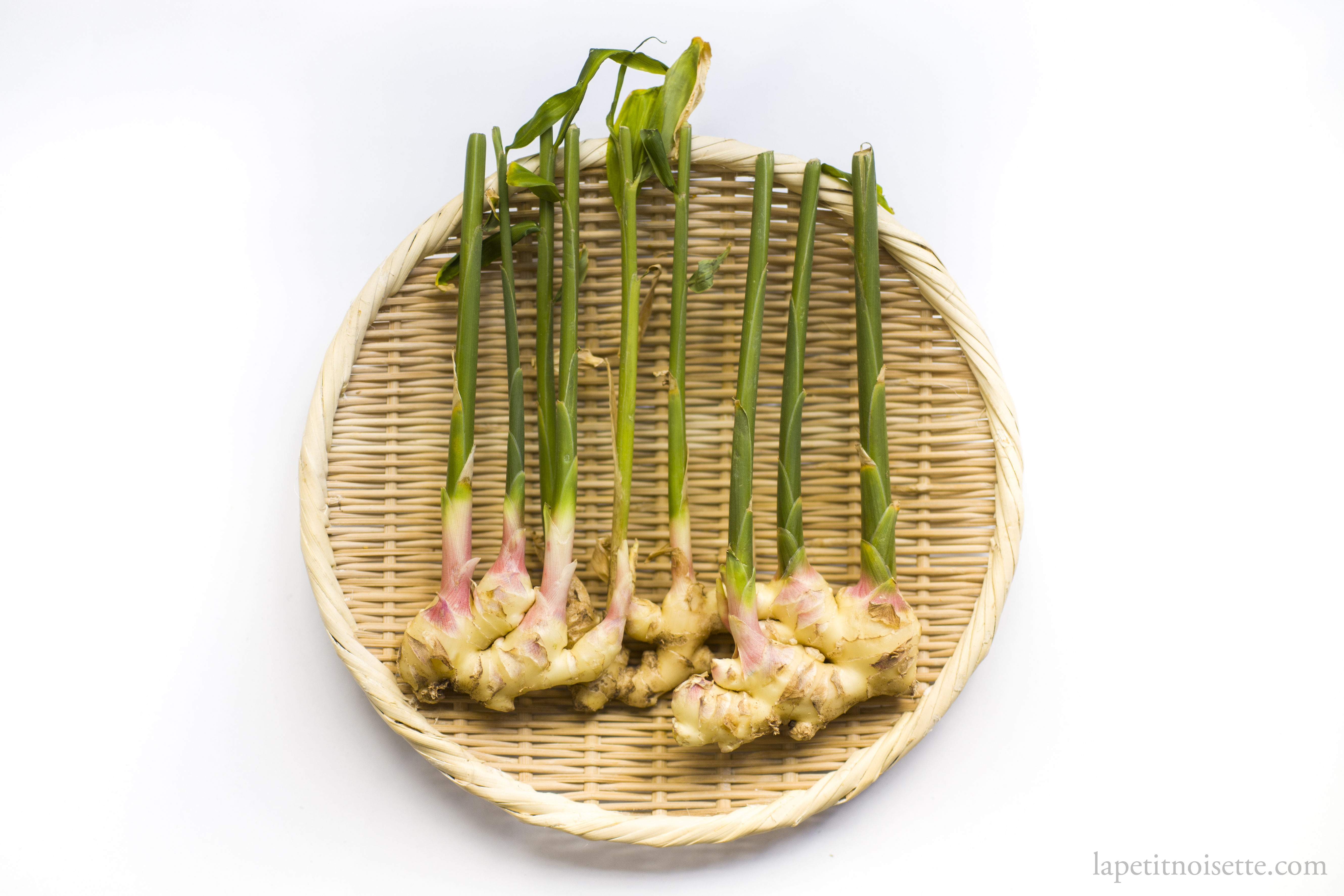 Young Japanese ginger for pickling