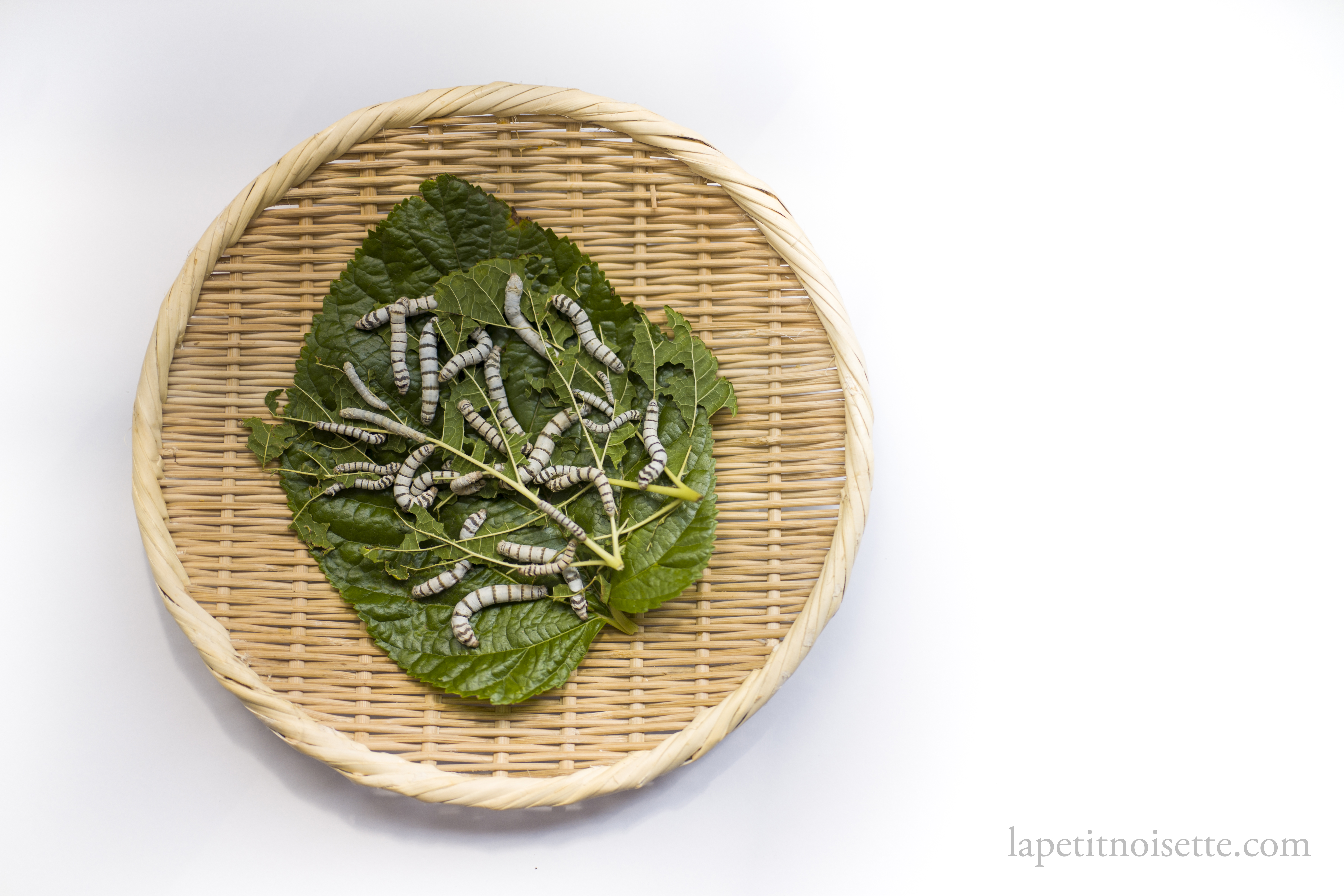 Silkworms eating mulberry leaves