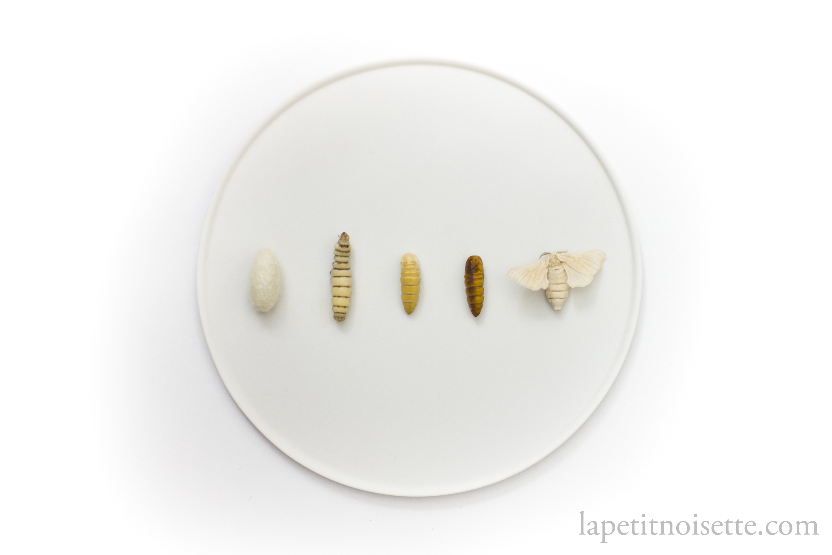 The different life stages of a silkworm from worm to moth.