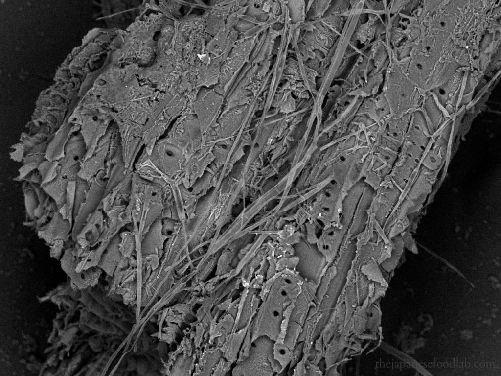 An electron microscope image showing koji mycelium having grown into the wood of a traditional miso barrel.