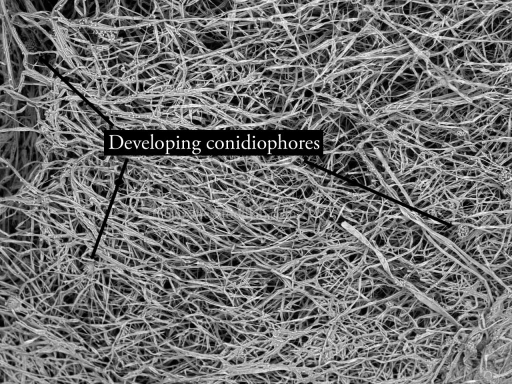 Electron microscope image of a steamed rice grain inoculated with koji after 48 hours of growth showing developing conidiophores.