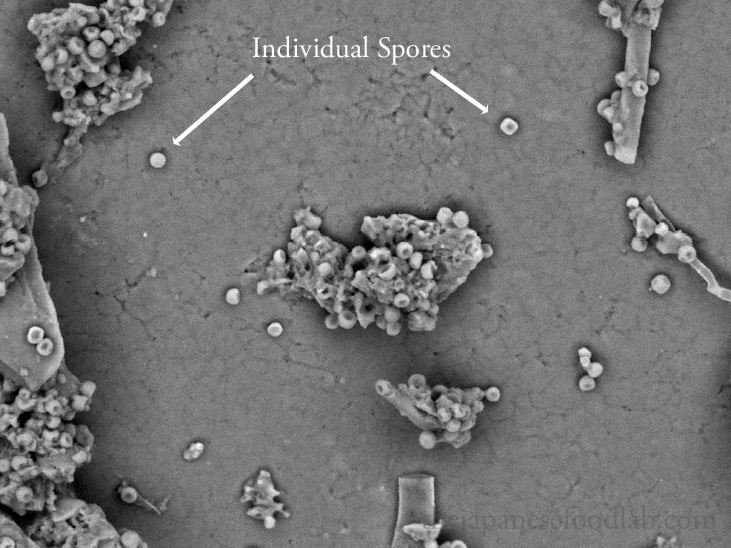 Electron microscope image of a steamed rice grain inoculated with koji spores.